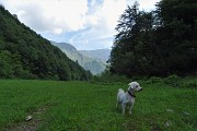 20 Cagnolino in attenta osservazione